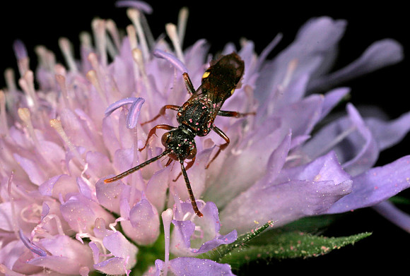 Nomad Bee - 2