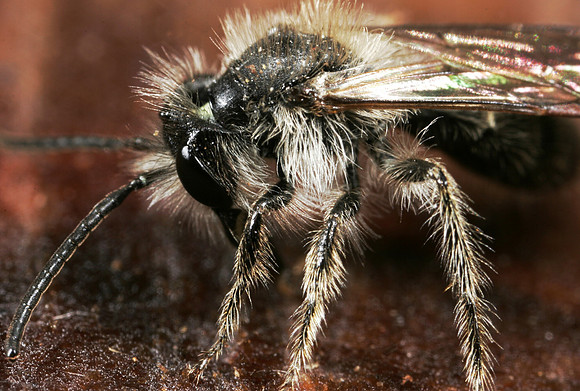 Mining Bee - 3