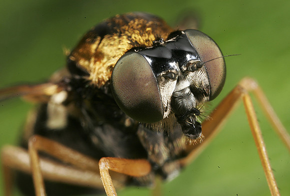 Snipe Fly - 4
