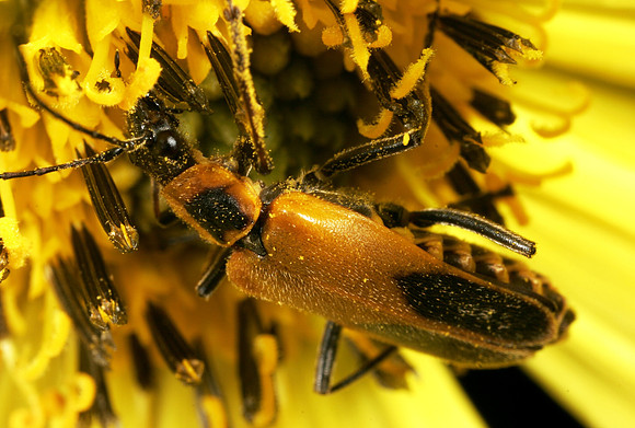 Soldier Beetle - 3