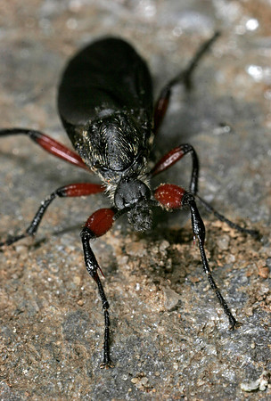 March Fly