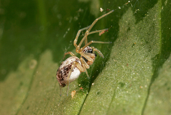 Mesh Web Weaver - 2