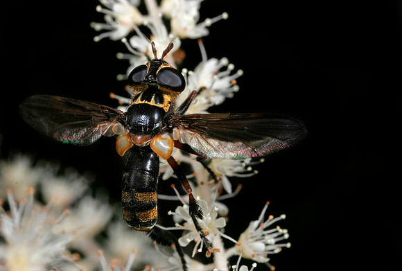 Fly - 5