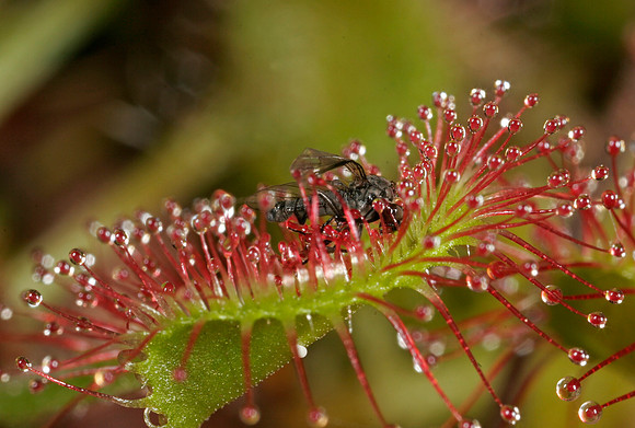 Sundew with Insects - 5