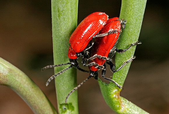 Lily Beetles Mating - 2