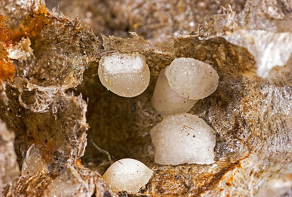 Paper Wasp Eggs