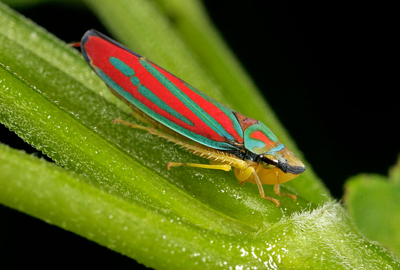 Leafhopper - 5