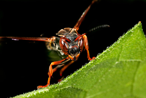 Paper Wasp - 4