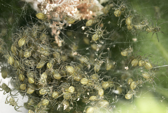Young Spiders - 4