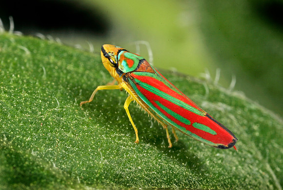 Leafhopper - 6