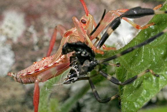 Bug Nymph Molting - 2