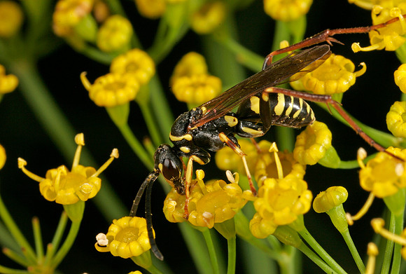 Wasp - 1