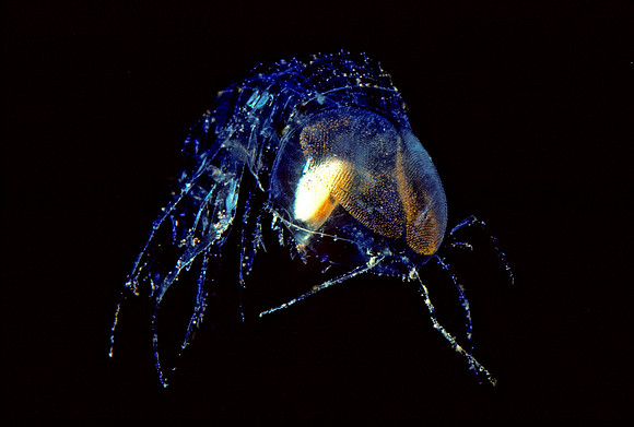 Transparent Amphipod - 1