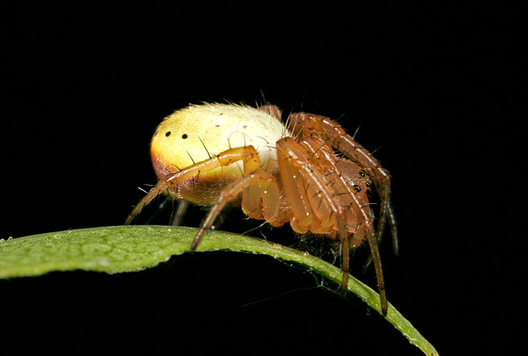 Sixspotted Orbweaver - 1