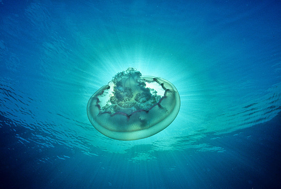 Moon Jelly - 2