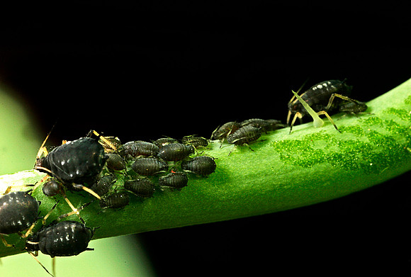 Aphid Nymphs - 3