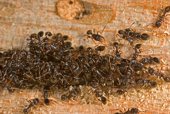 Ant Aggregation - 2