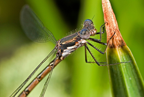 Damselfly