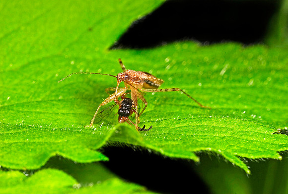 Damsel Bug & Prey - 2
