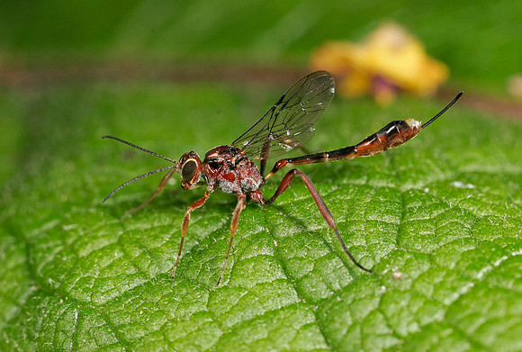 Ichneumon Wasp