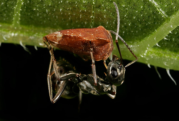 Ant Tending Treehopper - 2