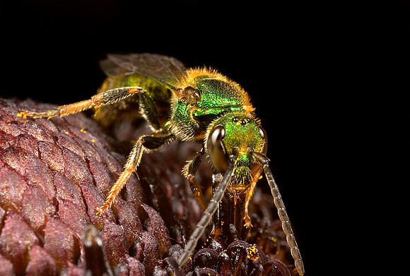 Green Metallic Bee - 2