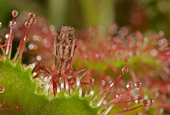 Sundew with Butterfly - 1