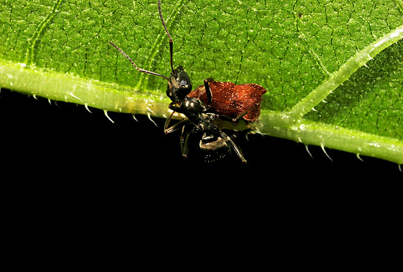 Ant Tending Treehopper - 1