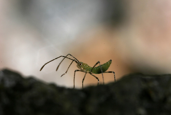Assassin Bug Nymph - 10