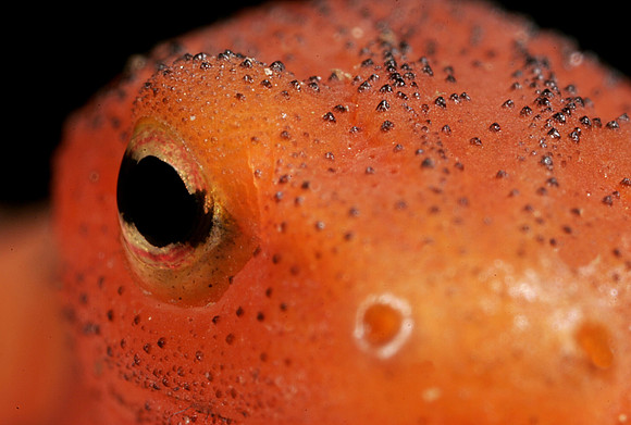 Red Eft Eye - 2