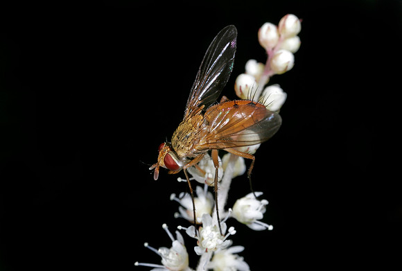Fly - 4