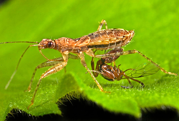 Damsel Bug & Prey - 3
