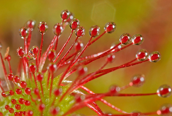 Sundew - 1