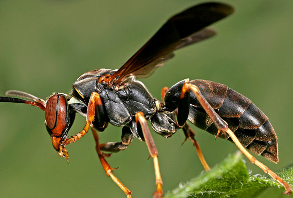 Paper Wasp - 3