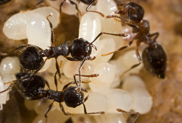 Ants & Embryos - 3