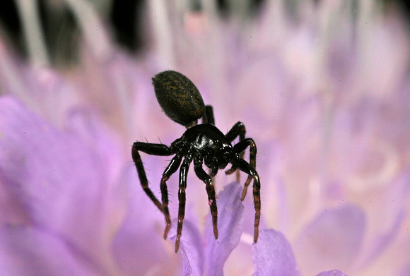 Spider on Flower - 1