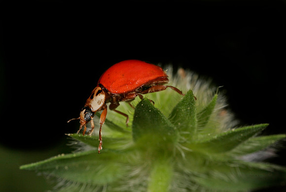 Lady Beetle - 2