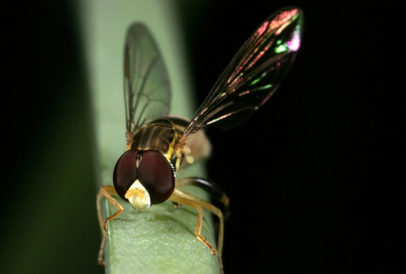 Hoverfly - 12