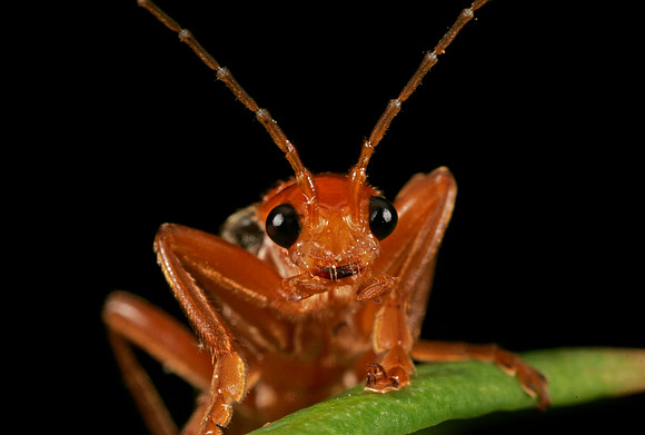 Soldier Beetle - 4