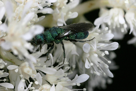 Cuckoo Wasp - 3