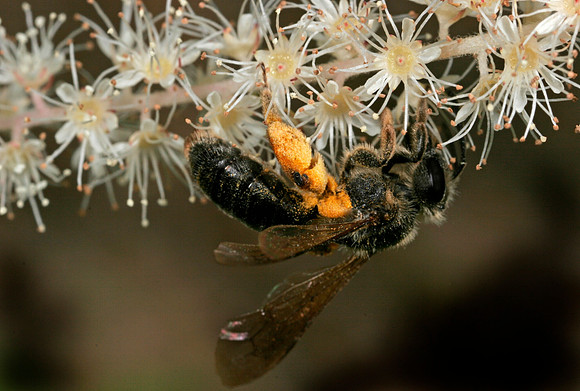Mining Bee - 1