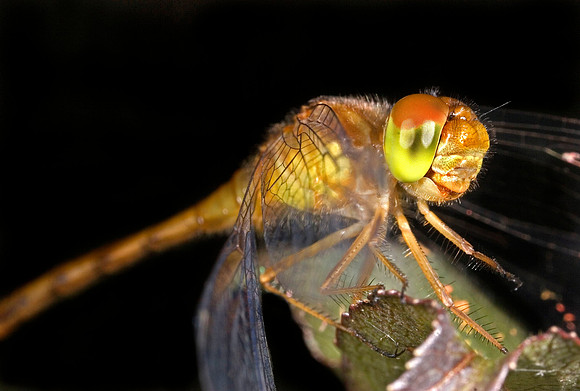 Dragonfly - 9
