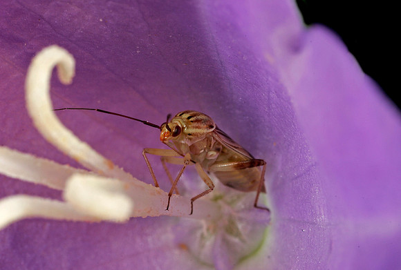Plant Bug - 7