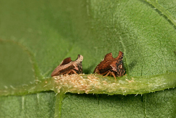 Treehopper - 4