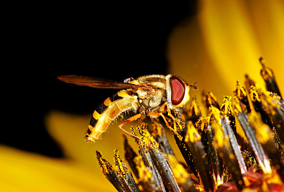 Hoverfly - 7