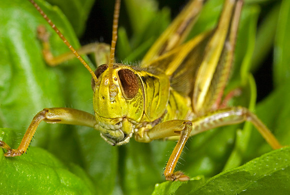 Grasshopper - 3