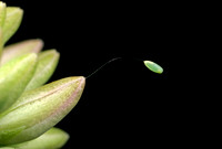 Lacewing Egg - 1