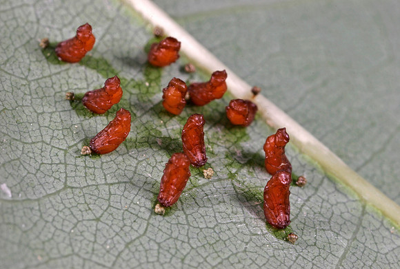 Parasitic Wasp Pupae - 1