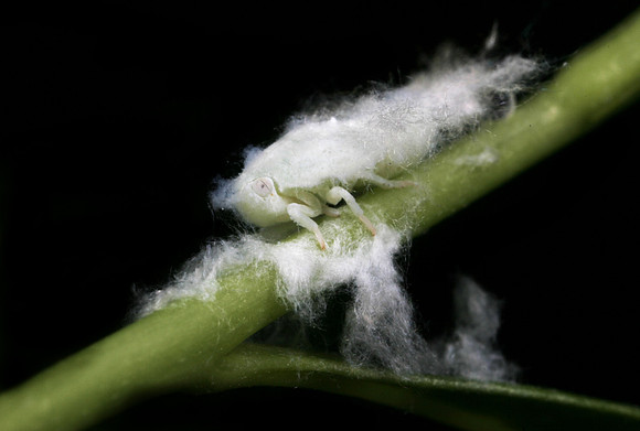 Wooly Aphid - 2