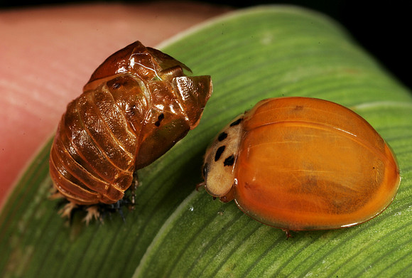 Lady Beetle & Pupa